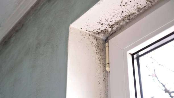 Best Industrial Mold Remediation  in Homer, IL