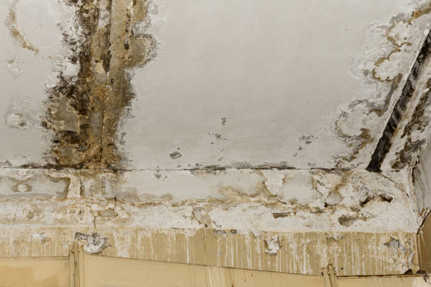 Best Environmental Consulting for Mold Prevention  in Homer, IL