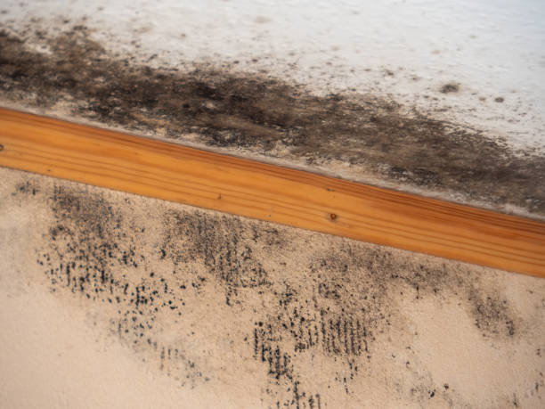 Best Black Mold Removal  in Homer, IL