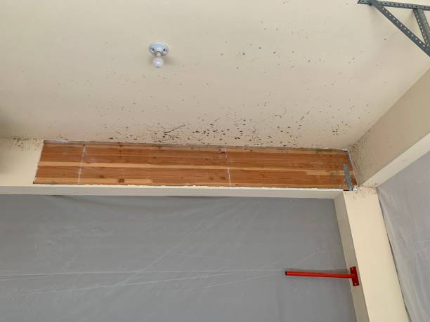 Best Post-Construction Mold Inspection  in Homer, IL