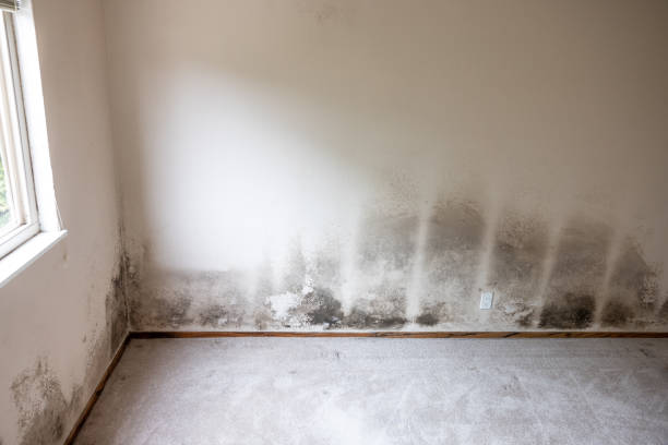 Best Forensic Mold Investigation  in Homer, IL